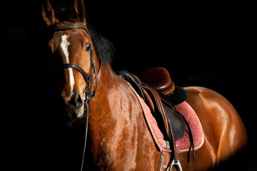 Custom Leather Equestrian